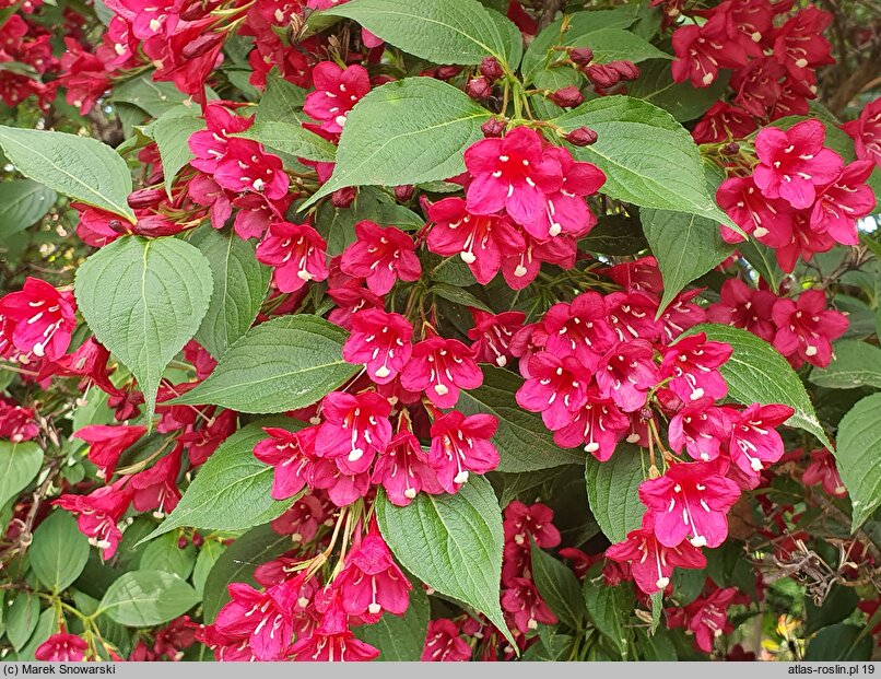 Weigela Abel Carriere