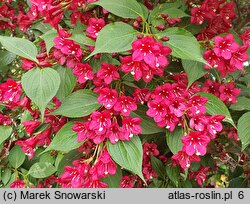 Weigela Abel Carriere