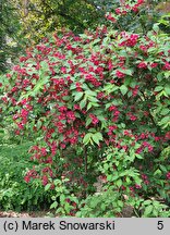 Weigela Abel Carriere