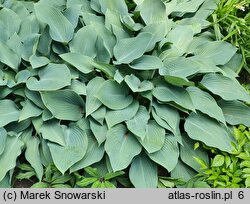 Hosta Silvery Slugproof