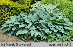 Hosta Silvery Slugproof