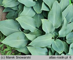 Hosta Silvery Slugproof