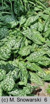 Pulmonaria Trevi Fountain