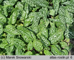 Pulmonaria Trevi Fountain