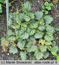 Heuchera Mint Frost