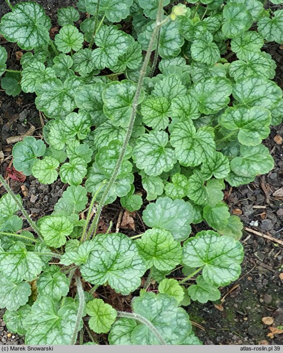 Heuchera Peppermint Ice