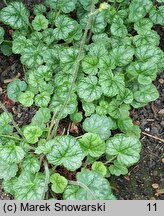 Heuchera Peppermint Ice