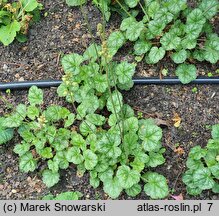 Heuchera Peppermint Ice