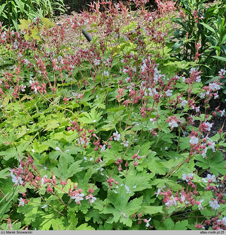 Geranium macrorrhizum Spessart