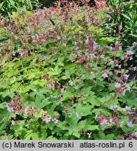 Geranium macrorrhizum Spessart