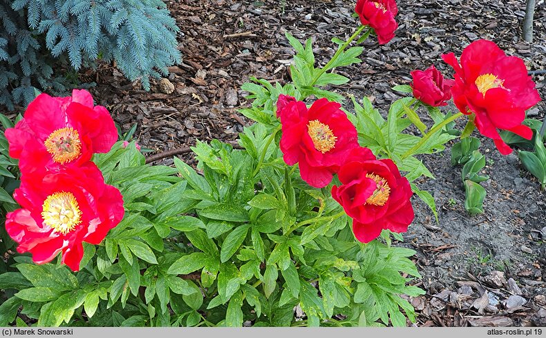 Paeonia lactiflora Kazachok