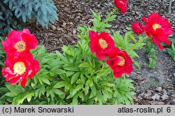 Paeonia lactiflora Kazachok