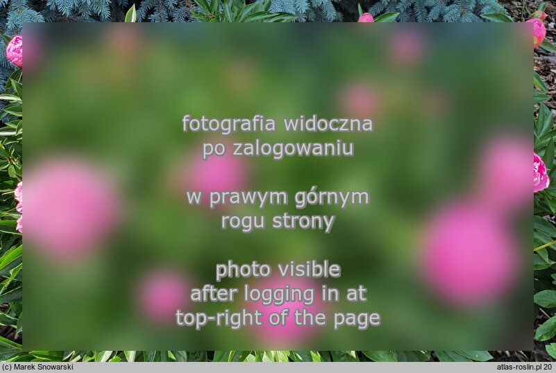 Paeonia lactiflora Primevere