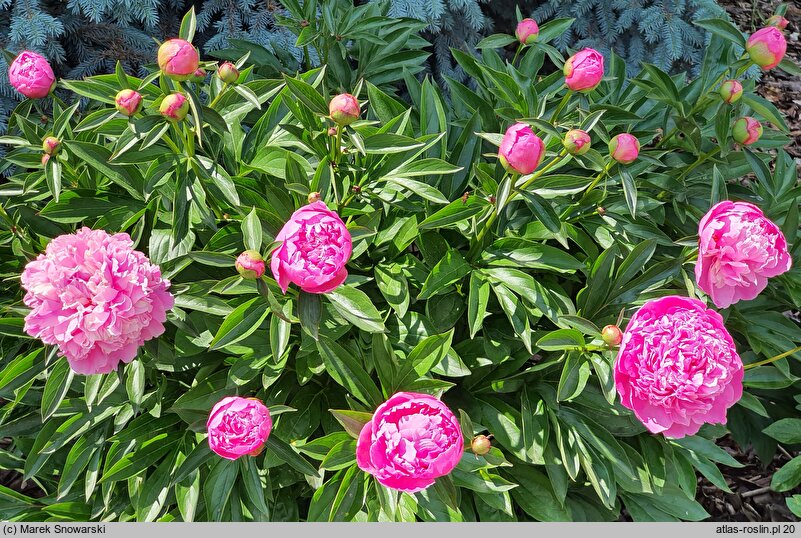 Paeonia lactiflora Primevere