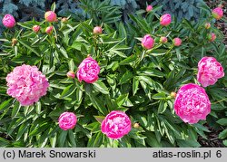 Paeonia lactiflora Primevere