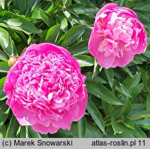 Paeonia lactiflora Primevere