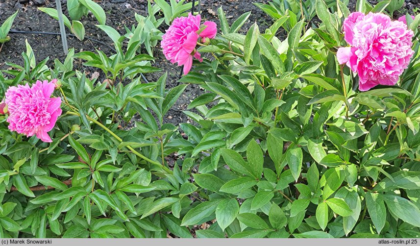 Paeonia lactiflora Edulis Superba