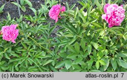 Paeonia lactiflora Edulis Superba