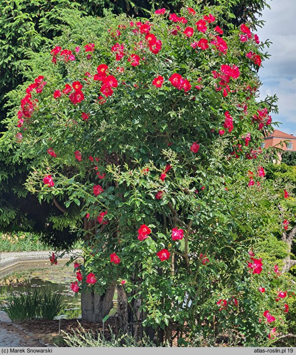 Rosa hort. Dortmund