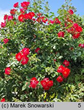 Rosa hort. Dortmund