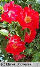 Rosa hort. Dortmund