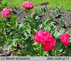 Paeonia lactiflora Paula Fay