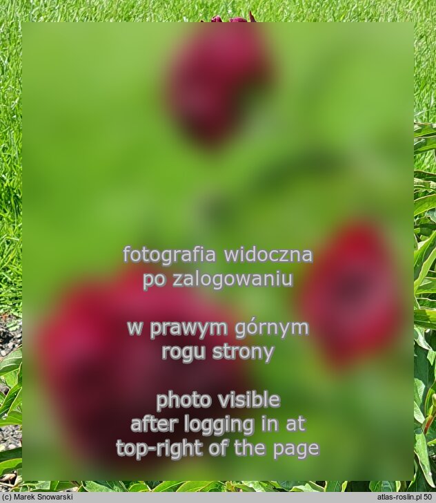 Paeonia lactiflora Highlight