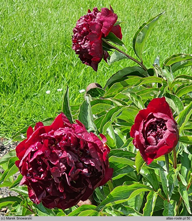 Paeonia lactiflora Highlight