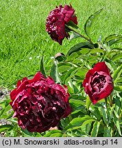 Paeonia lactiflora Highlight