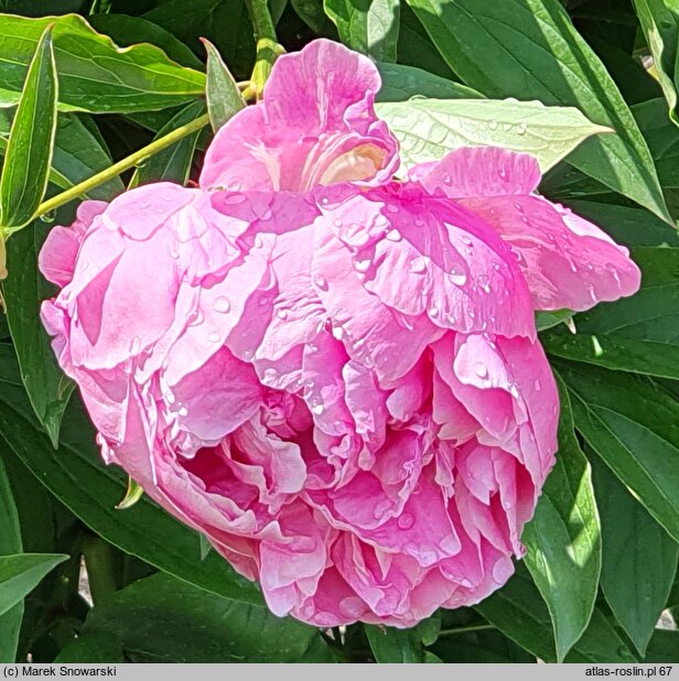 Paeonia lactiflora Alexander Fleming