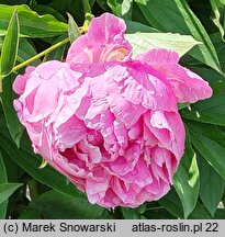 Paeonia lactiflora Alexander Fleming