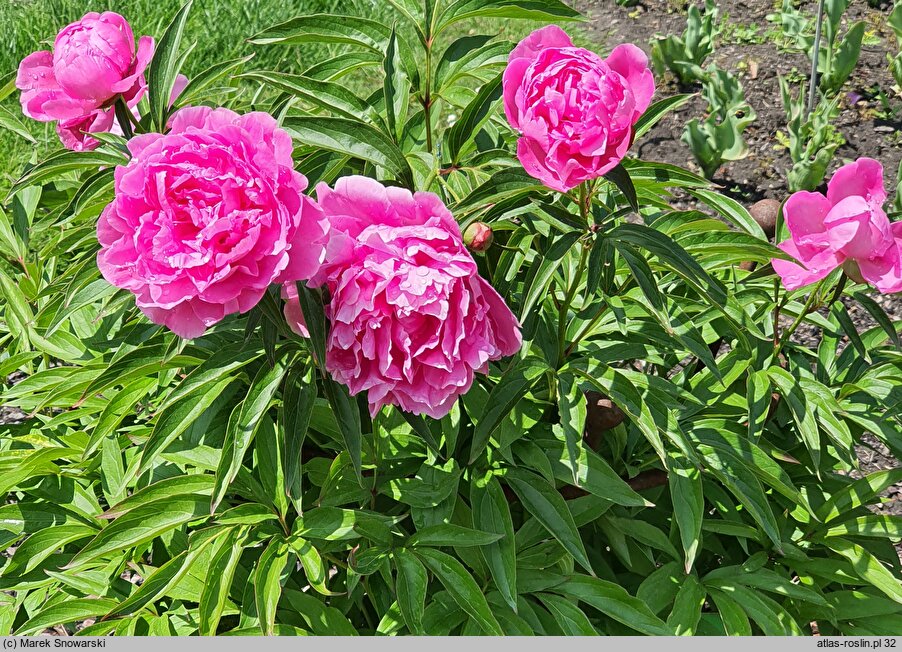 Paeonia lactiflora Charles Binde