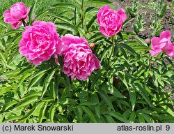 Paeonia lactiflora Charles Binde