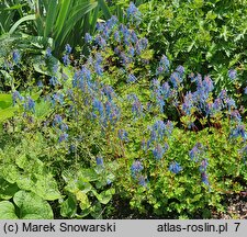 Corydalis (kokorycz)