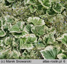 Brunnera macrophylla Variegata