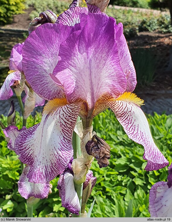 Iris hort. Ragtime