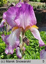 Iris hort. Ragtime