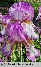 Iris hort. Ragtime