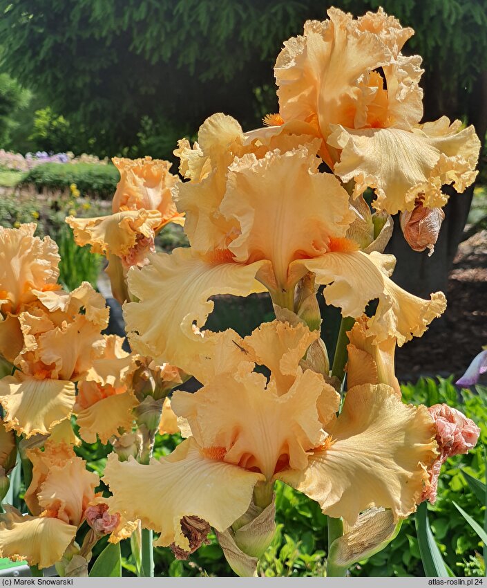 Iris hort. Fringe Benefits