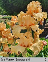 Iris hort. Fringe Benefits