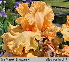 Iris hort. Fringe Benefits