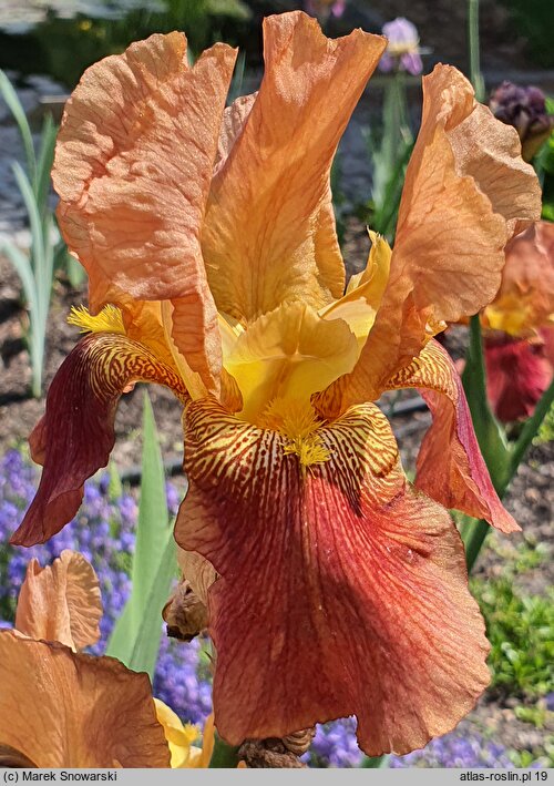 Iris hort. Castanet