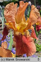 Iris hort. Castanet