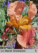 Iris hort. Castanet