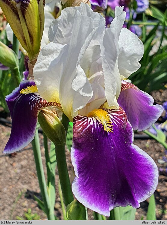 Iris hort. Wabash