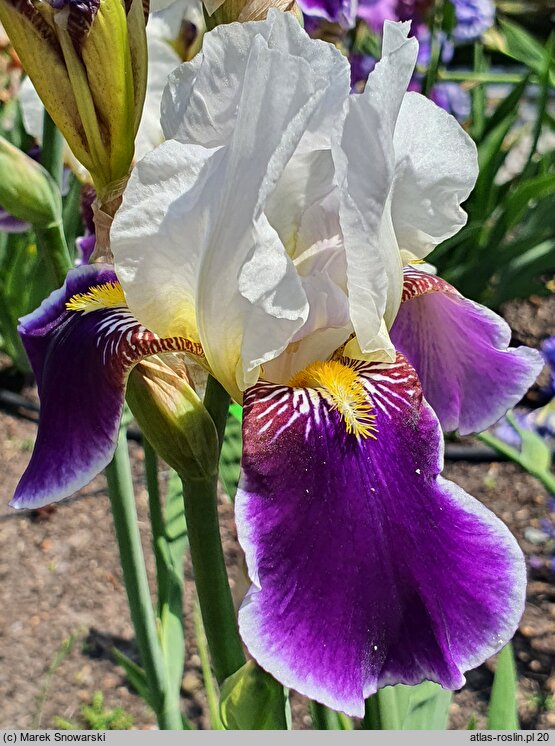 Iris Wabash