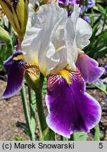 Iris hort. Wabash