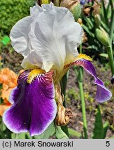Iris hort. Wabash