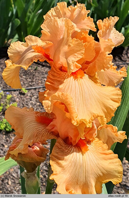 Iris hort. Hindenburg