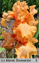 Iris hort. Hindenburg
